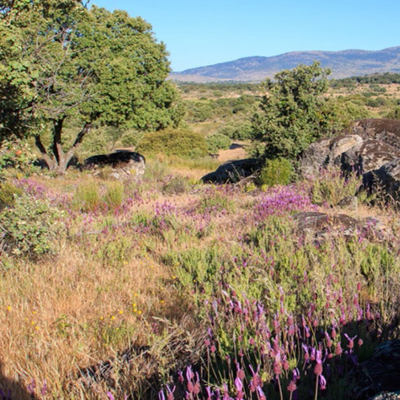 mediterranean landscape