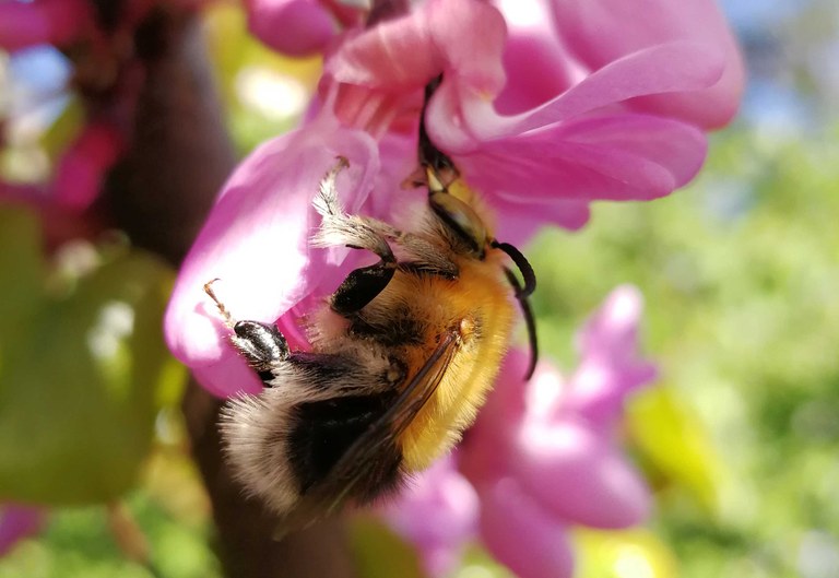 Beefly