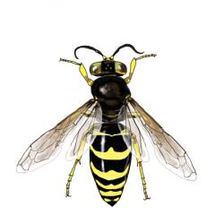 Bembix oculata